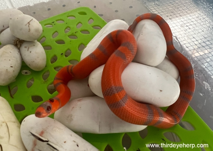 Honduran Milk Snake